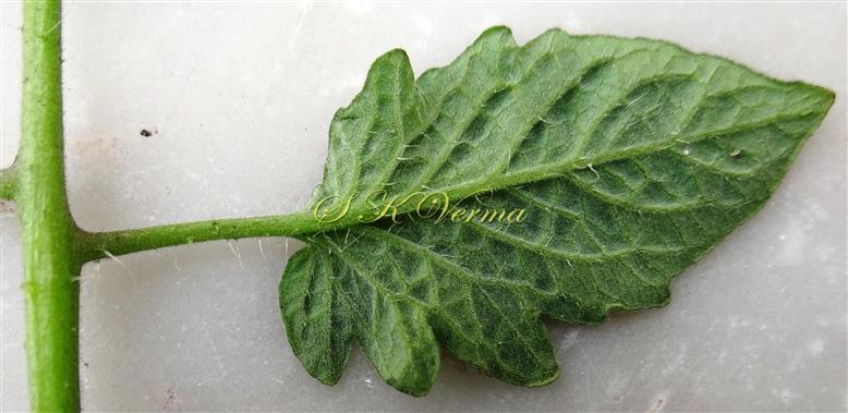  Leaflet (Abaxial view)